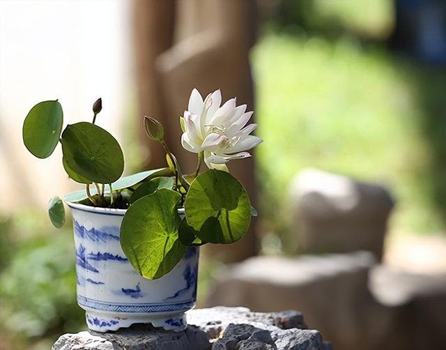 碗莲种植有难点,新手需避10大坑