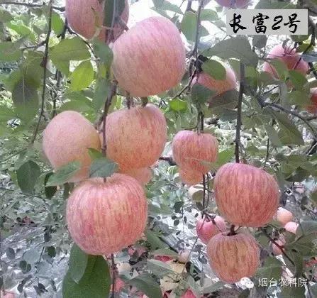 红富士苹果品种全面解析