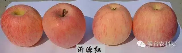 红富士苹果品种全面解析