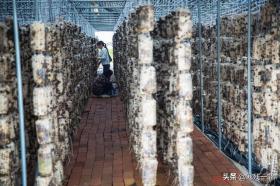 半空栽培黑木耳,10斤鲜品精制一斤干货售30元