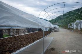 半空栽培黑木耳,10斤鲜品精制一斤干货售30元