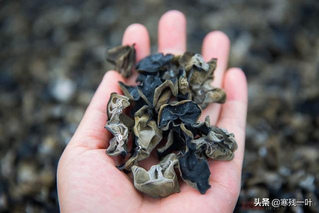 半空栽培黑木耳,10斤鲜品精制一斤干货售30元