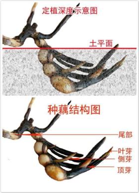 碗莲种植养护全攻略,正当时节不容错过