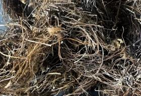 白术领涨,近期药材价格波动一览