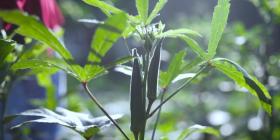 立秋时节,品秋葵之味,赏牵牛花之艳