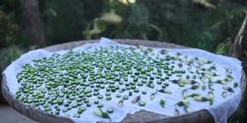 立秋时节,品秋葵之味,赏牵牛花之艳